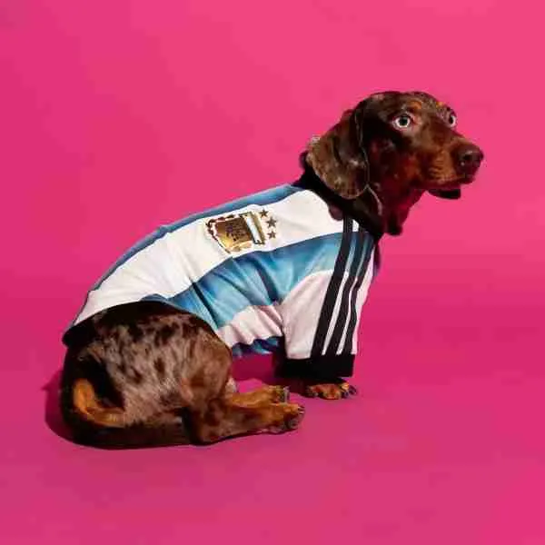 Camiseta Argentina Para Mascotas 2026