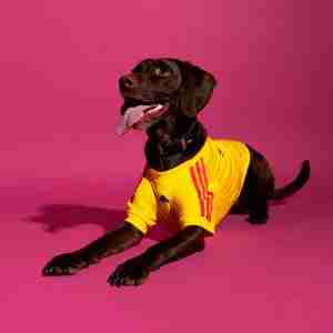 Camiseta Colombia Para Mascotas 2026