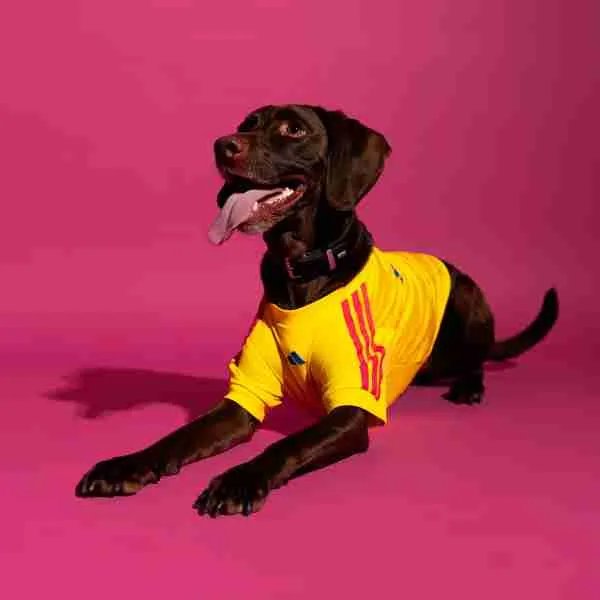Camiseta Colombia Para Mascotas 2026